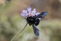 Xylocopa iris