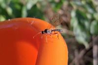 Dyspetes luteomarginatus