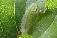 Platycampus luridiventris