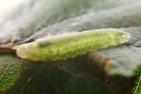 Platycampus luridiventris