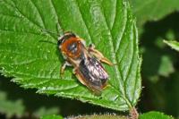 Andrena haemorrhoa