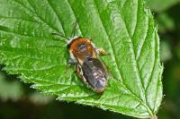 Andrena haemorrhoa