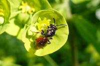 Sphecodes
