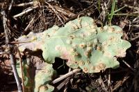 Neuroterus quercusbaccarum