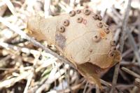 Neuroterus numismalis