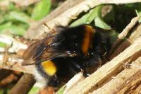 Bombus terrestris