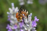 Tetraloniella dentata