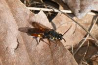 Nomada