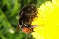 Bombus lapidarius