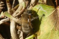 Anthophora plumipes