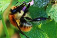 Bombus pascuorum