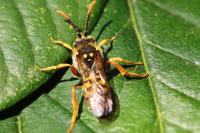 Nomada goodeniana