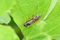 Aglaostigma aucupariae