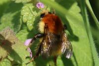 Bombus pascuorum