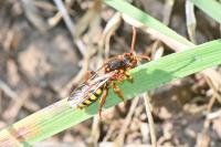 Nomada