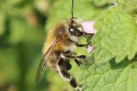 Anthophora plumipes