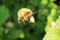 Anthophora plumipes