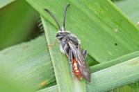 Nomada