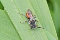 Nomada