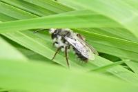 Andrena cineraria