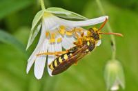 Nomada goodeniana