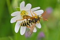 Nomada goodeniana