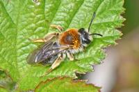 Andrena haemorrhoa