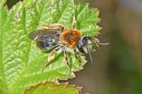 Andrena haemorrhoa