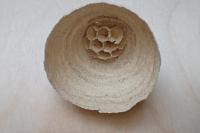 Vespa velutina nigrithorax