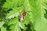 Eucera nigrescens