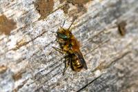 Osmia caerulescens