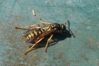 Polistes dominula