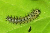 Periclista