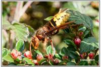 Vespa crabro