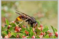 Vespa crabro