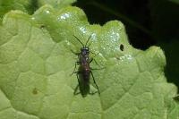 Macrophya annulata