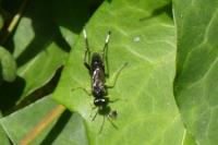 Macrophya montana