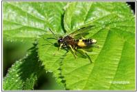 Tenthredo temula