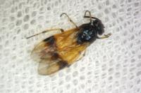 Arge cyanocrocea