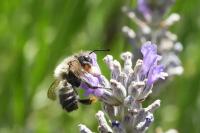 Megachile maritima