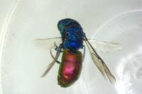 Chrysis ignita