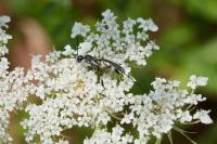 Gasteruption jaculator