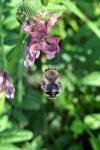 Eucera