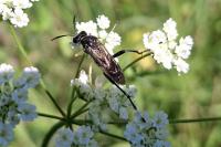 Macrophya montana