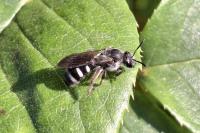 Lasioglossum