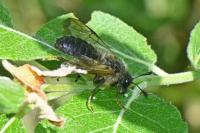 Trichiosoma