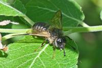 Trichiosoma
