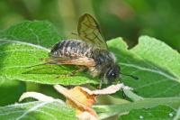 Trichiosoma
