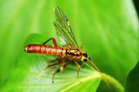 Tenthredopsis litterata
