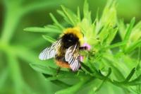 Bombus pratorum